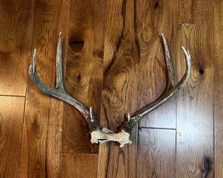 Antlers