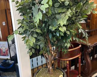 Enormous Ficus Tree