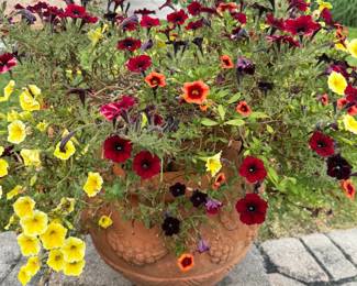 Terracotta Pot with Flowers