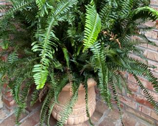 Urn with Fern