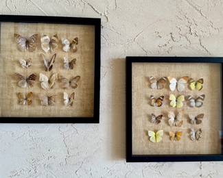 Mounted Framed Butterflies