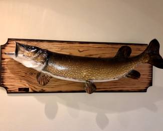 Mounted taxidermied Northern Pike