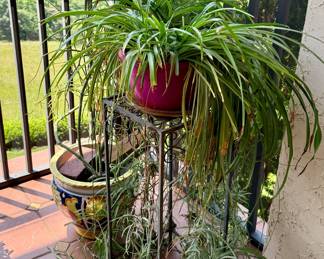 Spider Plant and Patio Decor