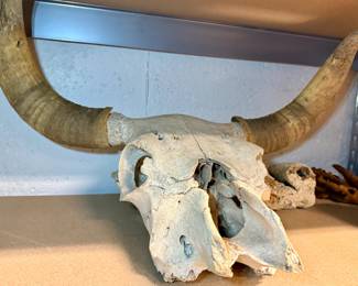 Steer skull