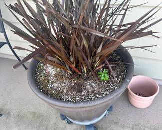 Potted New Zealand Flax