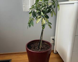 Potted Dwarf Umbrella Tree