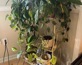 Plant stand and potted plants