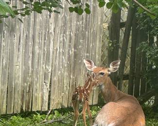 Momma and baby