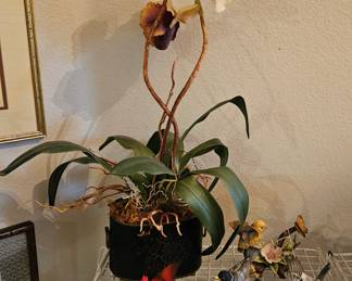 Orchids and birds