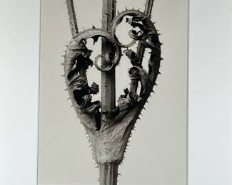 KARL BLOSSFELD (German, 1865-1932) PHOTOGRAPH | Aristolochia Clematitis
silver gelatin, likely a later reprint
h. 15.5 x 12 in., sight. - h. 30 x w. 27 in (frame)