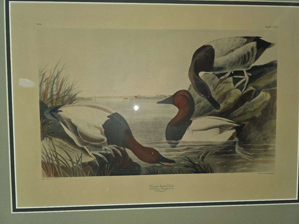 LITHOGRAPH, JOHN JAMES, AUDOBON, CANVAS BACKED DUCKS