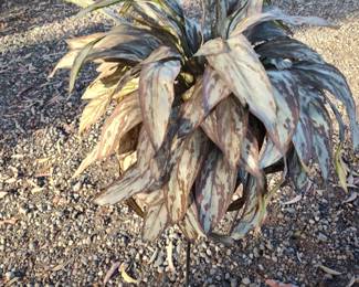 lovely fake fern