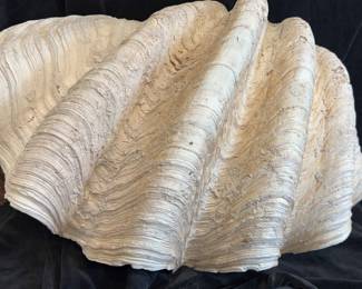 Large Seashell