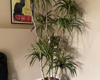 Silk Tree