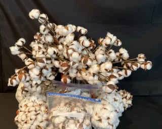 Vase of Cotton Stems Cotton Balls