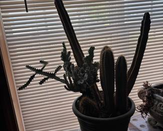 live large cactus