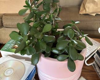 Large Jade plant. I believe it is over 20 years old