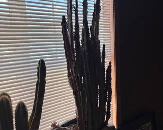 live large cactus