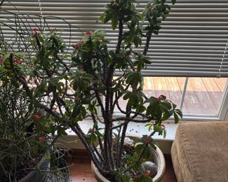 crown of thorns plant