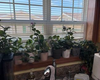 live plants