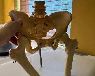 Med school grad pelvis model