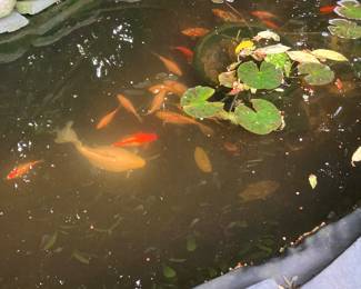 Koi fish