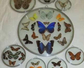 Collection of Framed Butterflies