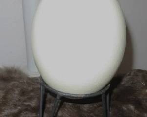 Ostrich Egg
