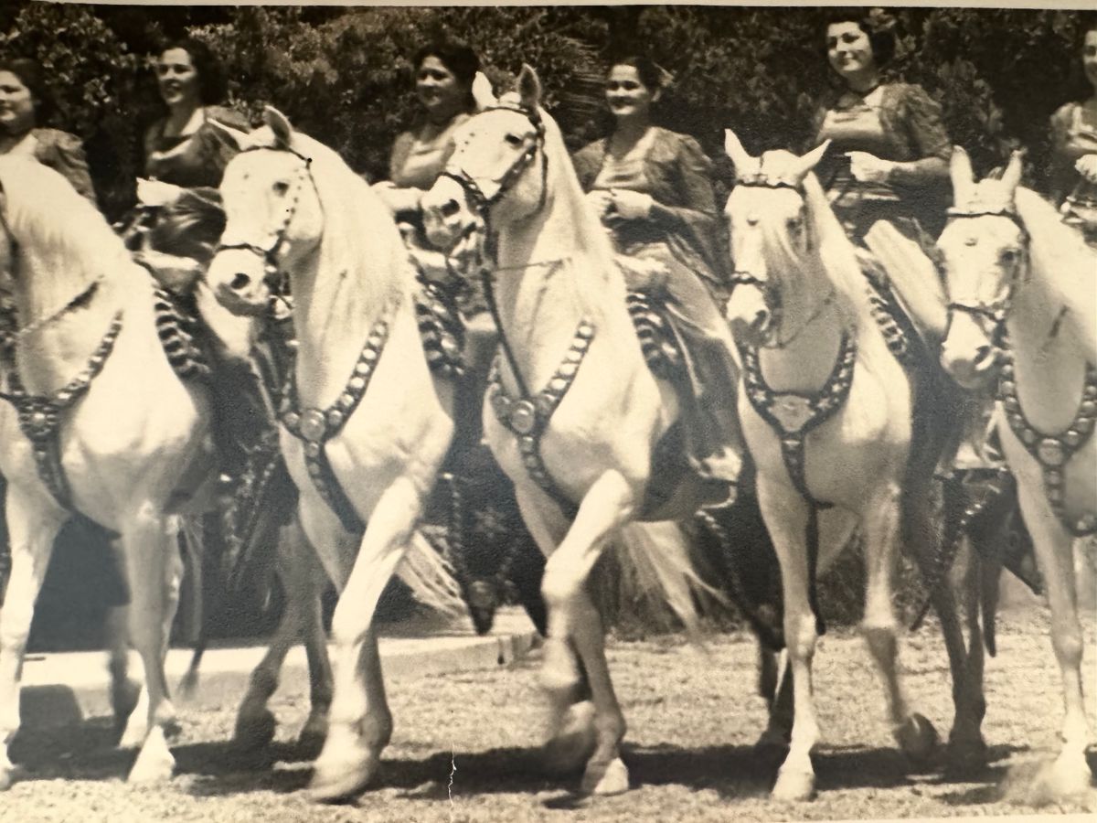 CAMARILLO HORSES 
PHOTO NFS