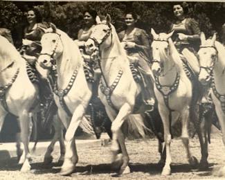 CAMARILLO HORSES
PHOTO NFS