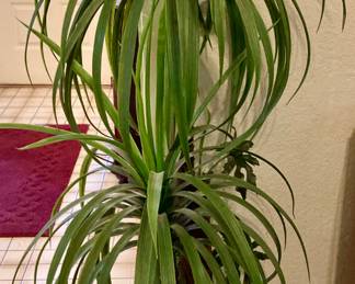 Decorative Artificial Pony Tail Palm.