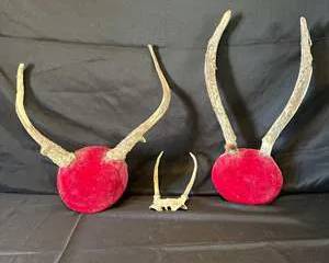 Antler Mount Wall Decor Set