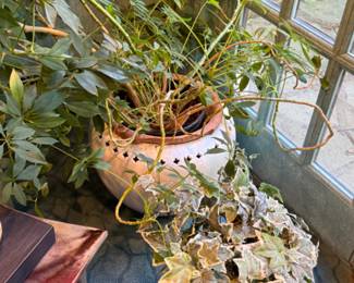 Live plants