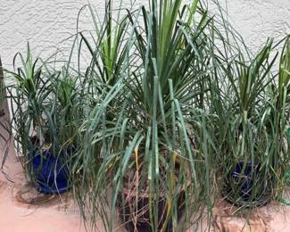Palms In Blue Glazed Pots