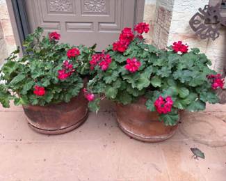 LG geraniums in Clay Pots