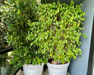 Pair of Ficus in White Planters