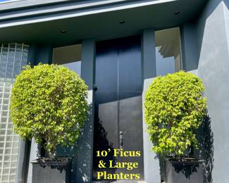 10' Ficus & Large Planters
