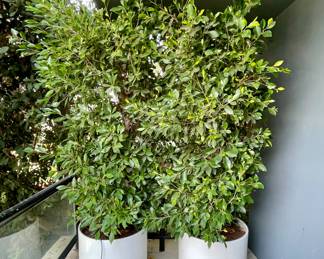 Pair of Ficus in White Planters