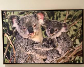 Koalas