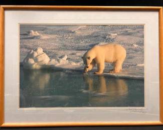CT314Thomas Mangelsen Polar Bear Photo