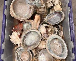 CT326Mystery Lot Shell Collection