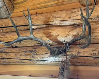 Big ol antlers