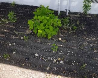 Plants