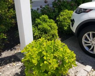 Hydrangeas