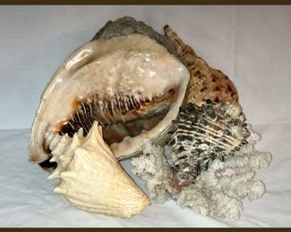 Sample of the Shells Available; There are More!