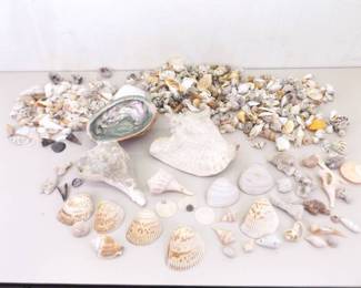 Large Lot of Sea Shells, Clam Shells, Conch Shells, etc.