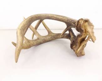 Sinew Connected Set of Deer Antlers