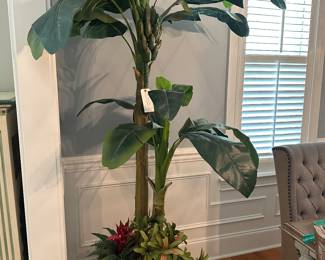 Designer banana plant originally 800