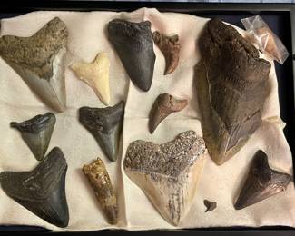 FOSSILIZED SHARK TEETH