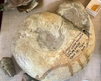 EOPACHYDISCUS MARCIANUS
